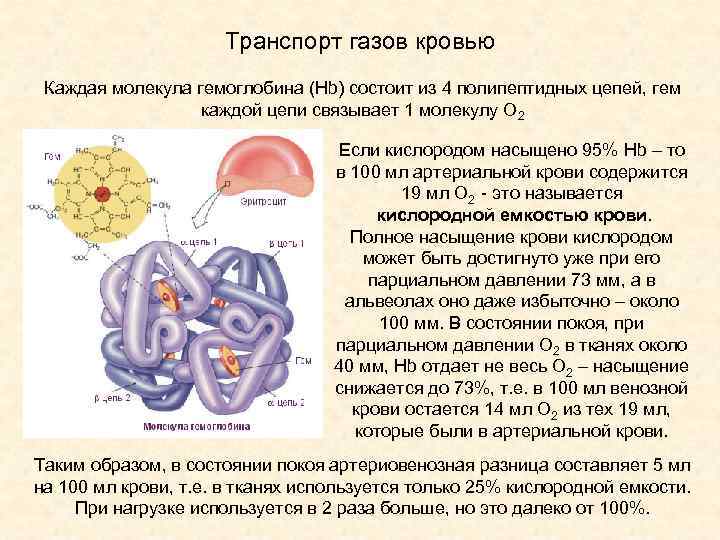 Транспорт газов кровью Каждая молекула гемоглобина (Hb) состоит из 4 полипептидных цепей, гем каждой