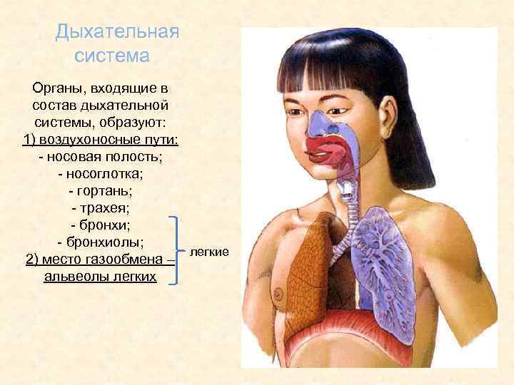 Дыхательная система Органы, входящие в состав дыхательной системы, образуют: 1) воздухоносные пути: - носовая