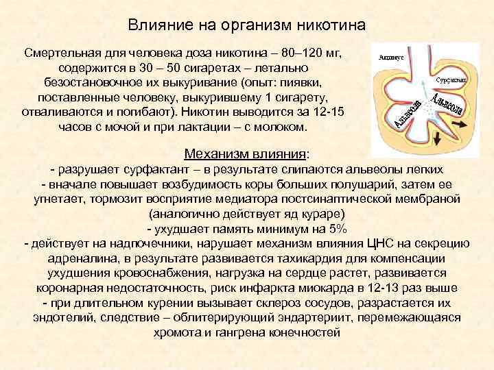 Влияние на организм никотина Смертельная для человека доза никотина – 80– 120 мг, содержится