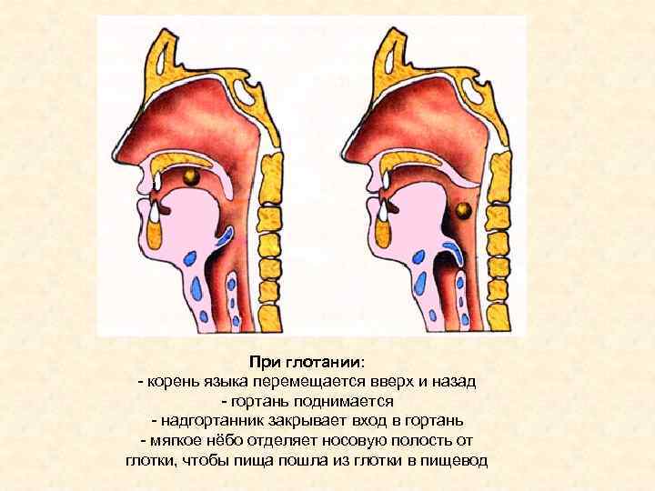 Рисунок горла человека