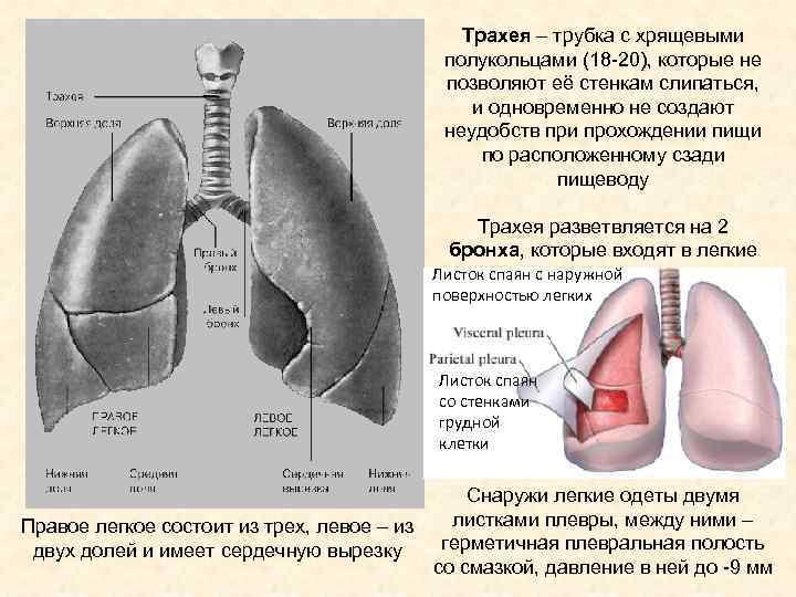 Под каким номером на рисунке изображен орган представляющий собой трубку с хрящевыми полукольцами