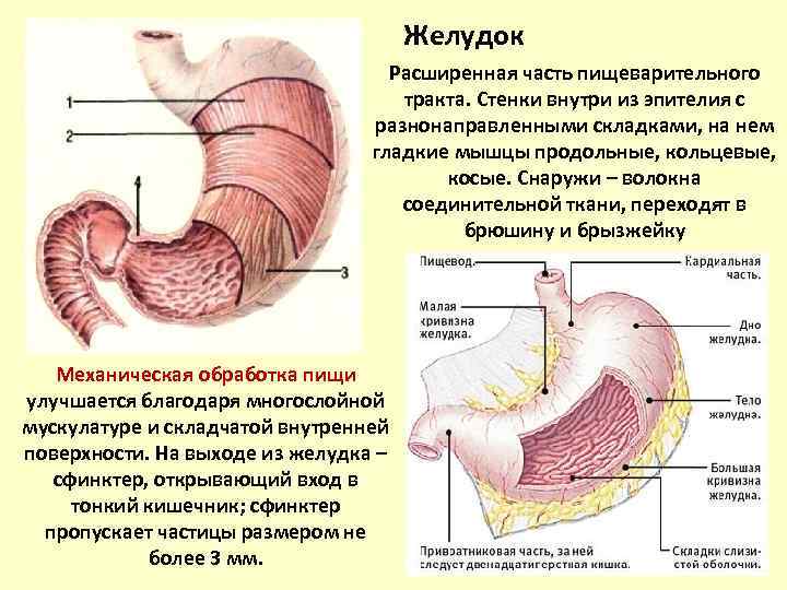 Строение желудка и кишечника человека фото с надписями