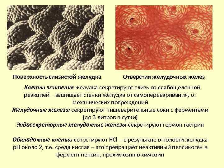 Поверхность слизистой желудка Отверстия желудочных желез Клетки эпителия желудка секретируют слизь со слабощелочной реакцией