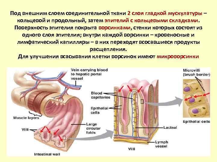 Стенки состоят из