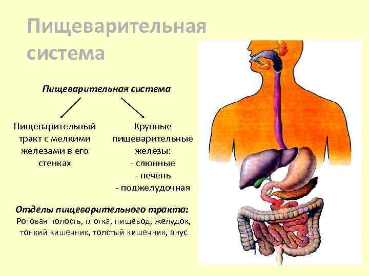 Пищеварительные железы толстого кишечника