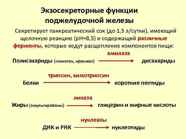 Экзосекреторные функции поджелудочной железы Секретирует панкреатический сок (до 1, 5 л/сутки), имеющий щелочную реакцию