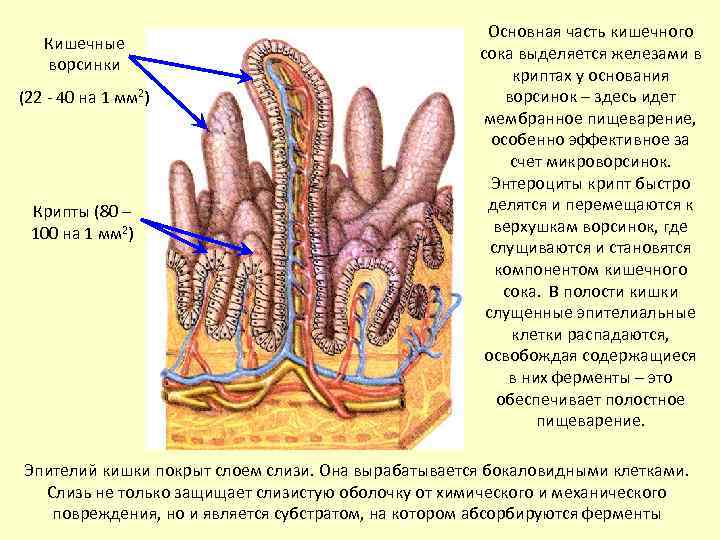 Кишечная ворсинка