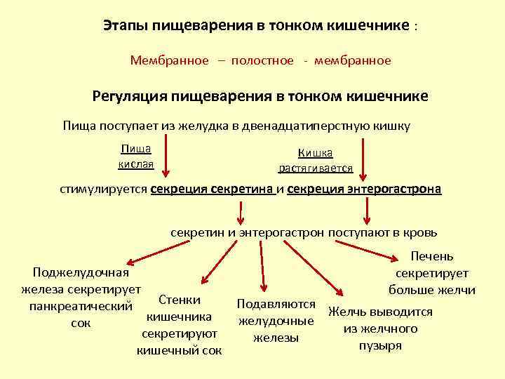 Этапы пищеварения