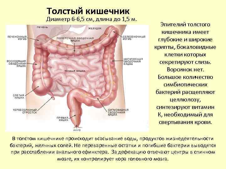 Прямая толстая и тонкая кишка. Толстая кишка анатомия долихосигма. Ободочная толстая кишка анатомия. Толстый кишечник диаметр. Строение и функции толстой кишки у человека.