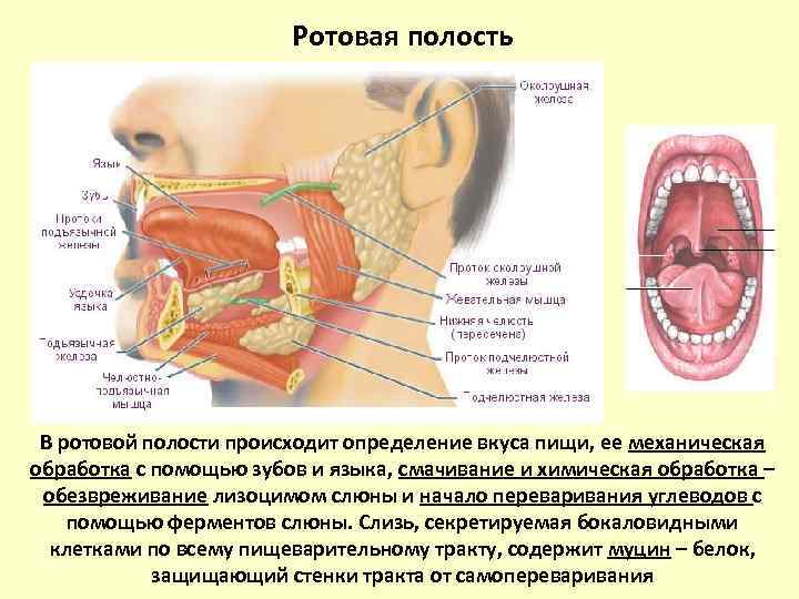 Процессы в ротовой полости