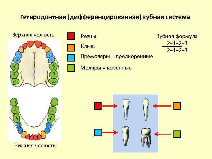 Гетеродонтная дифференцированная зубная система есть у гуся