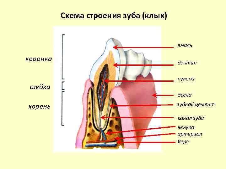 Выберите три верно обозначенные подписи к рисунку строение зуба