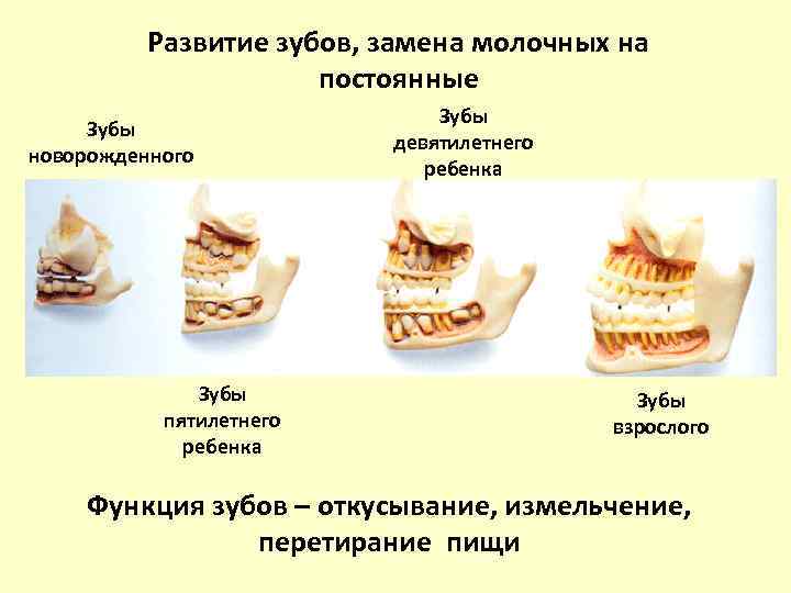 Развитие зубов, замена молочных на постоянные Зубы новорожденного Зубы пятилетнего ребенка Зубы девятилетнего ребенка