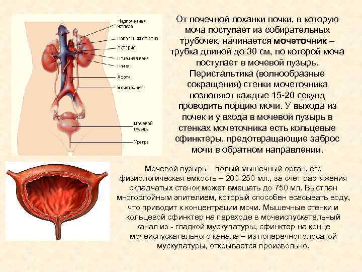 Поступление мочи в мочеточники