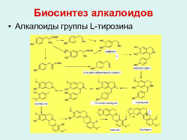 Биосинтез алкалоидов • Алкалоиды группы L-тирозина 