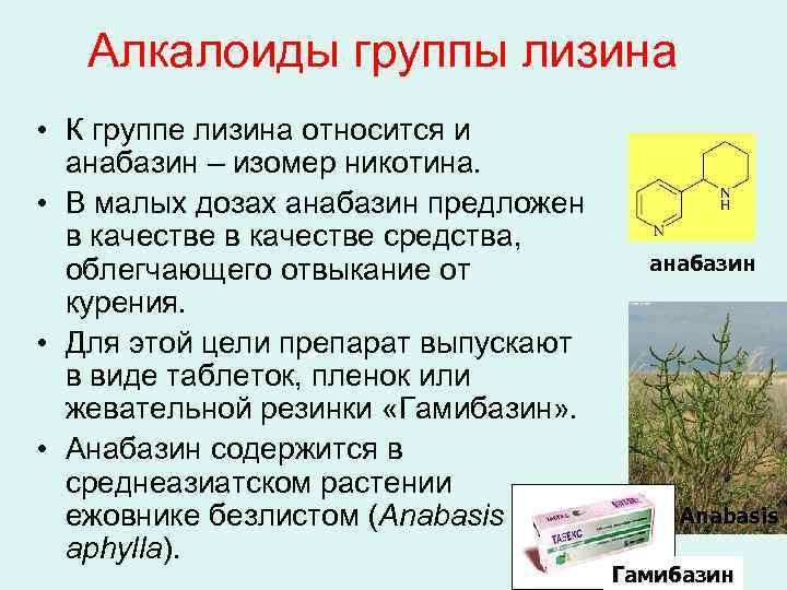 Алкалоиды группы лизина • К группе лизина относится и анабазин – изомер никотина. •