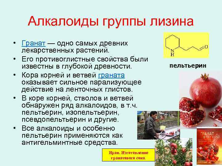 Алкалоиды группы лизина • Гранат — одно самых древних лекарственных растений. • Его противоглистные