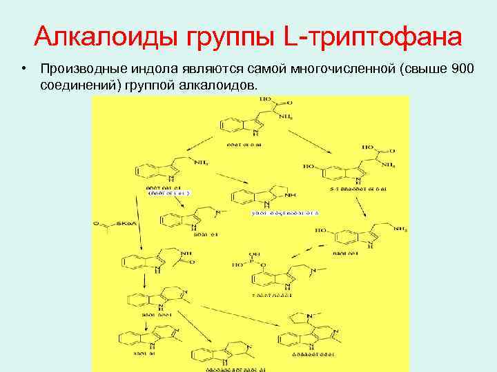Алкалоиды группы L-триптофана • Производные индола являются самой многочисленной (свыше 900 соединений) группой алкалоидов.