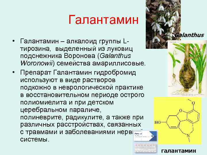 Галантамин • Галантамин – алкалоид группы Lтирозина, выделенный из луковиц подснежника Воронова (Galanthus Woronowii)