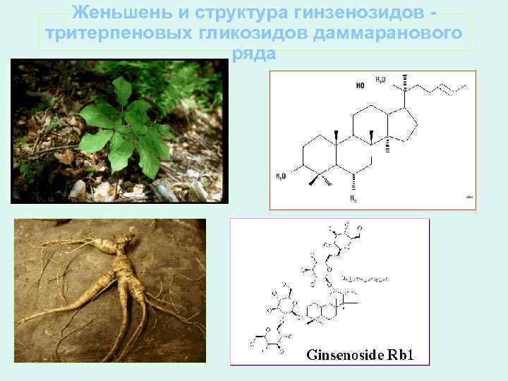 Женьшень и структура гинзенозидов тритерпеновых гликозидов даммаранового ряда 
