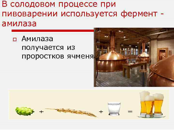 В солодовом процессе при пивоварении используется фермент - амилаза o Амилаза получается из проростков