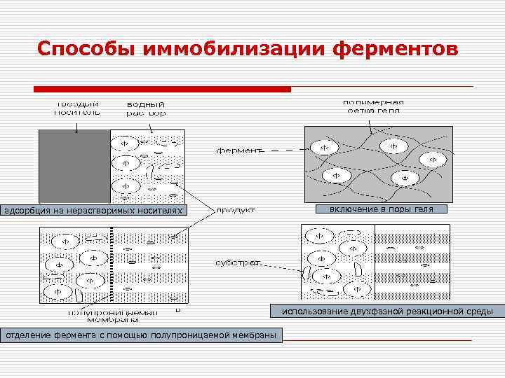 Способы иммобилизации ферментов адсорбция на нерастворимых носителях включение в поры геля использование двухфазной реакционной