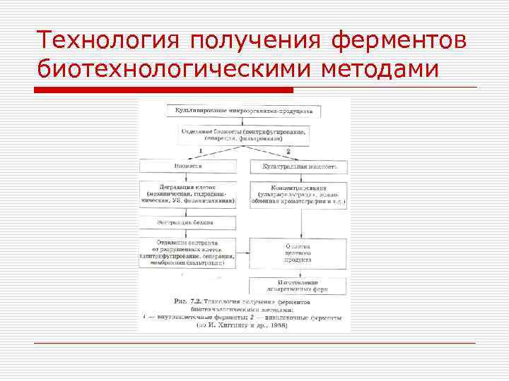 Схема производства ферментов