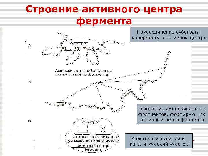 Строение активного центра фермента Присоединение субстрата к ферменту в активном центре Положение аминокислотных фрагментов,