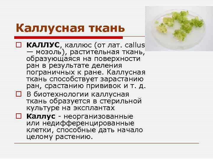 Каллусная ткань презентация