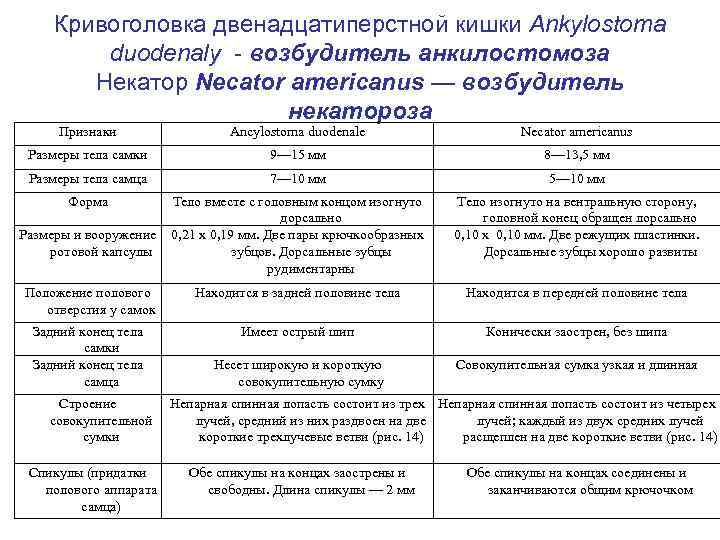 Кривоголовка двенадцатиперстной кишки Ankylostoma duodenaly - возбудитель анкилостомоза Некатор Necator americanus — возбудитель некатороза