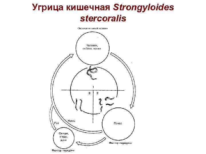 Угрица кишечная Strongyloides stercoralis 