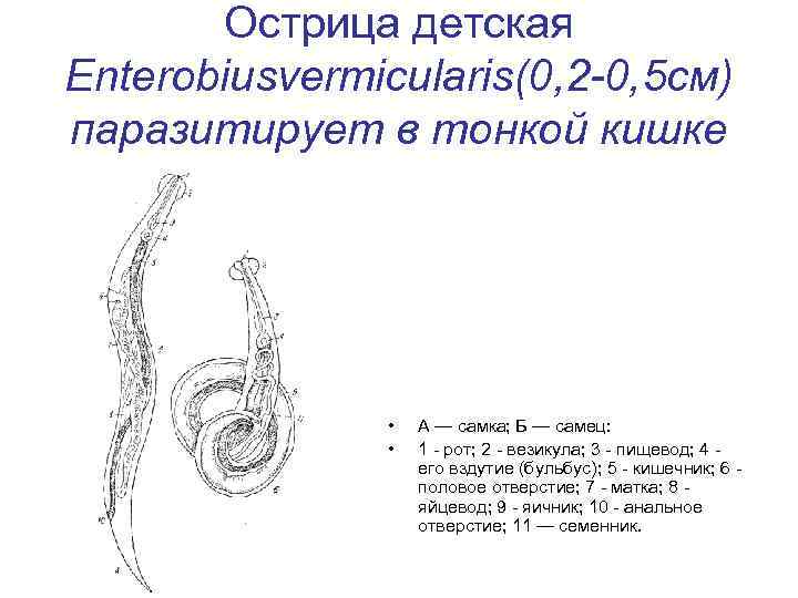 Острица строение рисунок