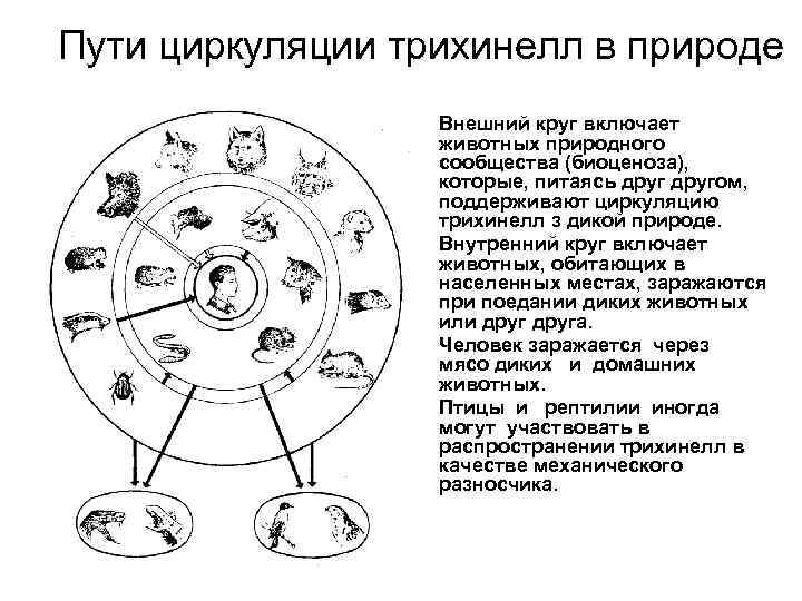 Пути циркуляции трихинелл в природе • • Внешний круг включает животных природного сообщества (биоценоза),