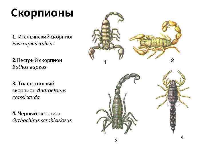 Какой тип развития характерен для скорпиона. Скорпион цикл развития схема. Жизненный цикл пестрого скорпиона. Какой Тип развития характерен для чёрного толстохвостого скорпиона. Императорский Скорпион жизненный цикл.