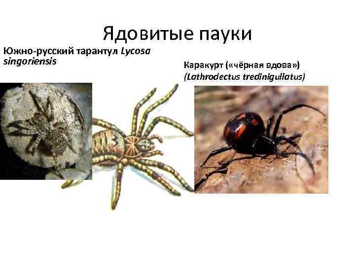 Ядовитые пауки Южно русский тарантул Lycosa singoriensis Каракурт ( «чёрная вдова» ) (Lathrodectus tredinigullatus)