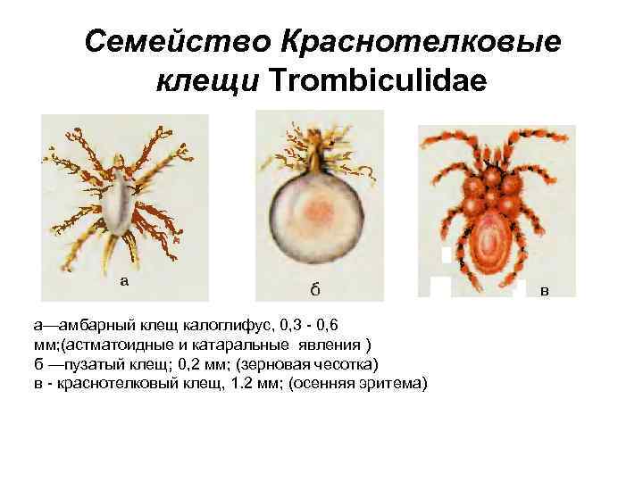 Семейство Краснотелковые клещи Trombiculidae в а—амбарный клещ калоглифус, 0, 3 - 0, 6 мм;