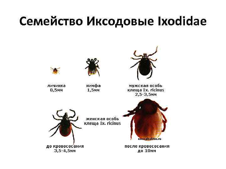 Иксодовые клещи инфекции. Семейство иксодовые – Ixodidae. Семейство иксодовые клещи (Ixodidae). Отметьте клещей семейство иксодовые – Ixodidae :. Морфология иксодовых клещей.