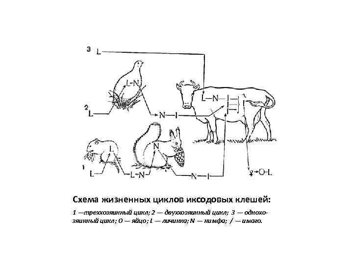 Схема жизненных циклов иксодовых клешей: 1 —треххозяинный цикл; 2 — двуххозяинный цикл; 3 —