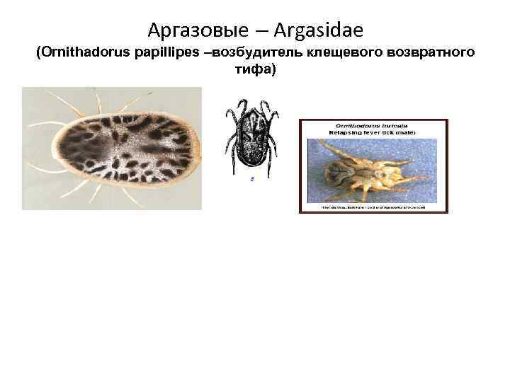 Аргазовые – Argasidae (Ornithadorus papillipes –возбудитель клещевого возвратного тифа) 