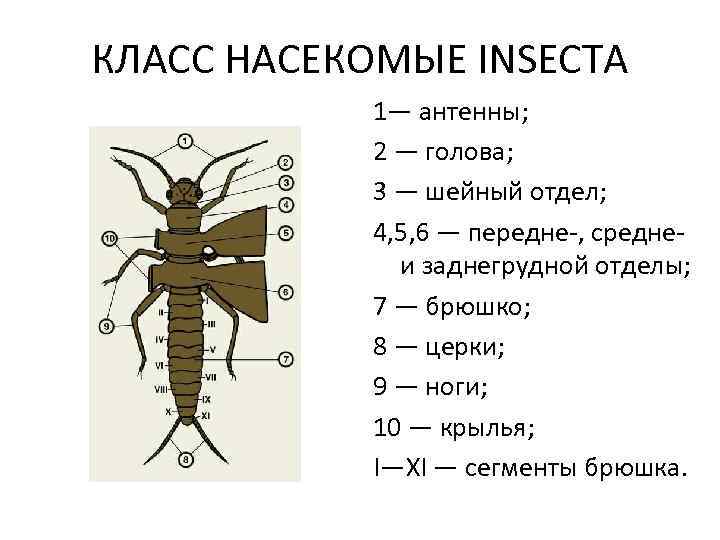 Насекомые относятся к типу членистоногие. Класс насекомые. Класс насекомые отделы. Класс Insecta насекомые. Сегментация насекомых.
