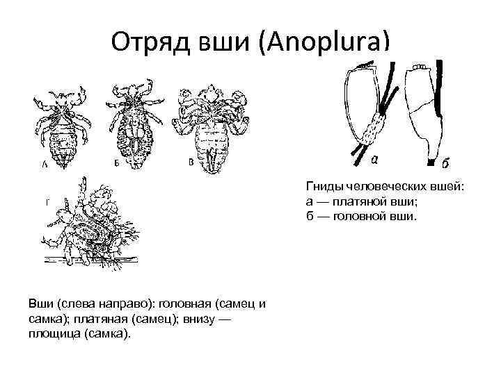 Какой цифрой обозначено на рисунке яйцо головной вши