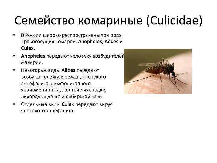 Кровососущие комары строение. Семейство комариные. Culicidae (кровососущие комары). Японский комариный энцефалит.