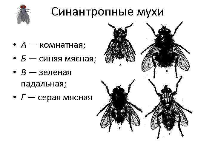 Синантропные мухи • А — комнатная; • Б — синяя мясная; • В —