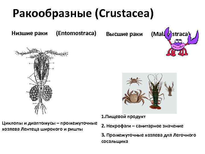 Ракообразные (Crustacea) Низшие раки (Entomostraca) Высшие раки (Malacostraca) 1. Пищевой продукт Циклопы и диаптомусы