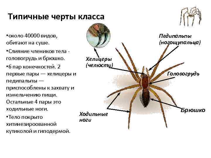 Строение педипальпы паука. Хелицеры и педипальпы паука. Хелицеры паука строение. Хелицеры и педипальпы клеща строение.