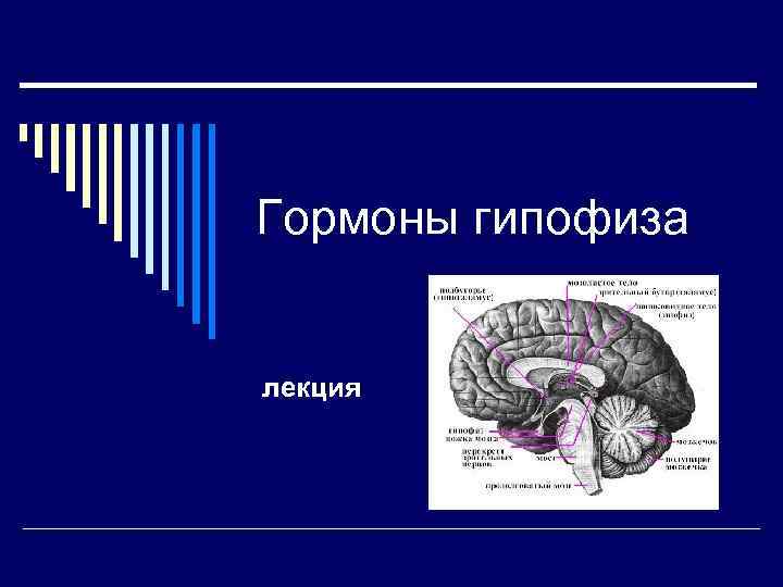 Гормоны гипофиза лекция 