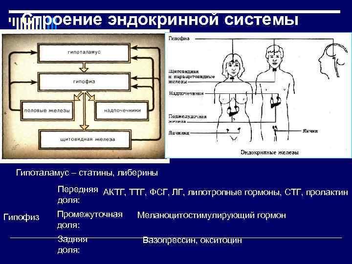 Строение эндокринной системы Гипоталамус – статины, либерины Передняя АКТГ, ТТГ, ФСГ, ЛГ, липотропные гормоны,