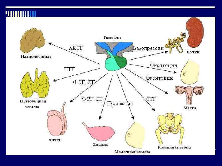 Эндокринная система 