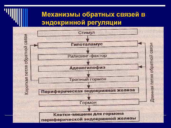 Механизмы обратных связей в эндокринной регуляции 