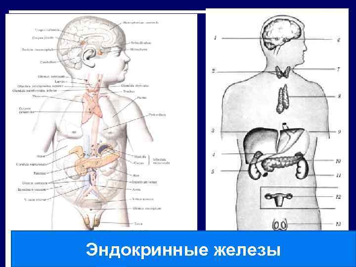 Эндокринные железы 